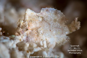 "A Fantastic Find!"

A dwarf frogfish on Grand Cayman. ... by Susannah H. Snowden-Smith 
